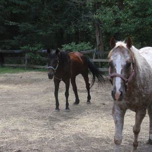 Meet your Posher, Donna